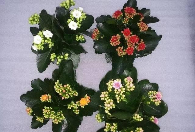  春节：这些春节前后特别受欢迎的观赏花，很适合养成桌面上的盆栽观赏植物