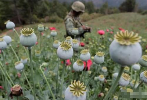  [我国]我国最特殊的农民，因种植一物被24小时保护，他们有何特