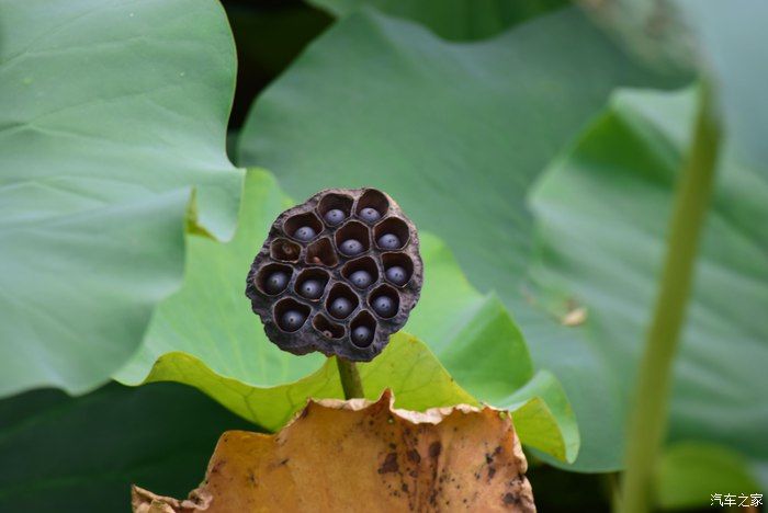 奥迪A6L，宝马X3，奔驰GLB，凯迪拉克CT5，不一样的新感受之九
