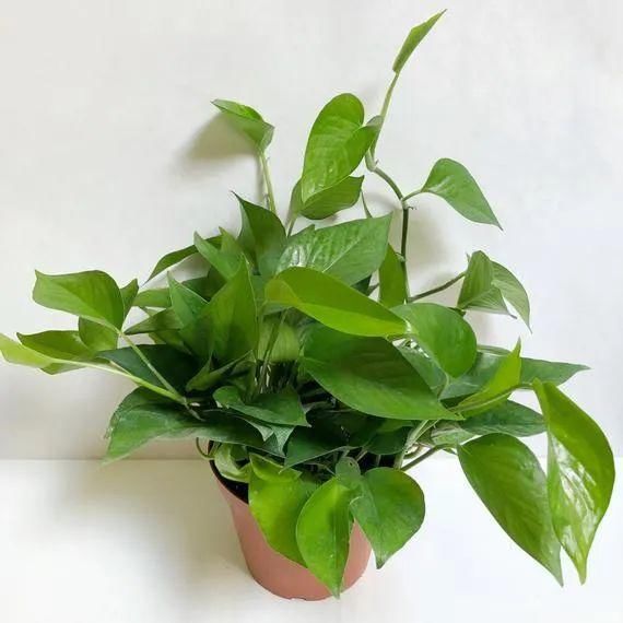 家里■家里常见的6种净化绿植,好养又好看,你更喜欢哪一种?