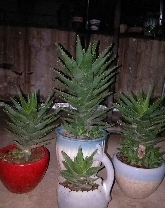  「解决」芦荟养十年还没长大？都是这几个原因搞的鬼，立马解决！