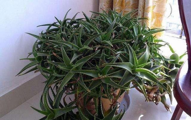  [时间]没时间养花？就养这两种，十天半月不用浇水，长到开花又爆盆