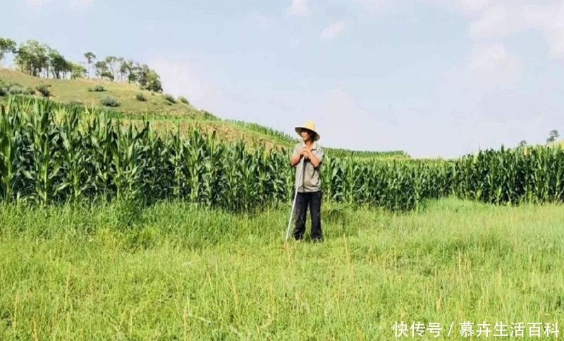  「补贴」好消息！60、70年代交公粮的农民，每月有望多领几百元