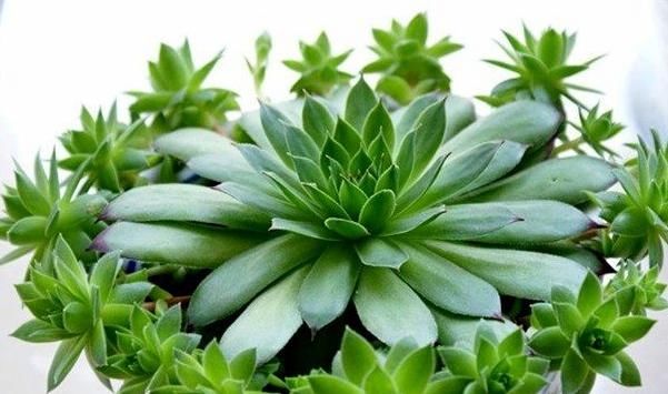  「喜欢」你也喜欢像盛开莲花的植株吗？很好养活，一片叶子种入土中就可活