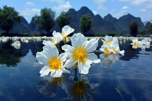 广西有一条“花河”，清澈的水面铺满了花朵，还不来见识一下吗？
