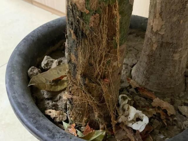  「烂根」天热了，8种花不能乱浇水，小心浇完就死