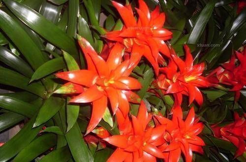  摆在|有钱人最喜欢这3种“花”，摆在家里镇宅旺财，四季常青开花不断