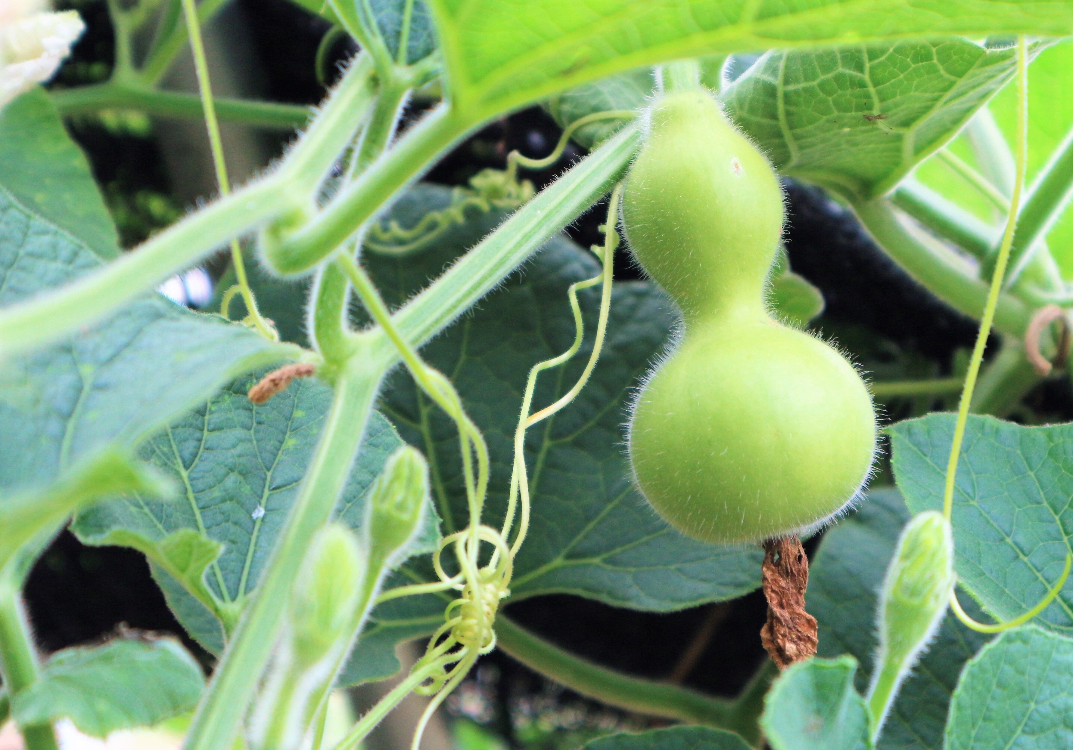 农民种植小葫芦，受到冷嘲热讽，2亩收入60000元，村民们羡慕