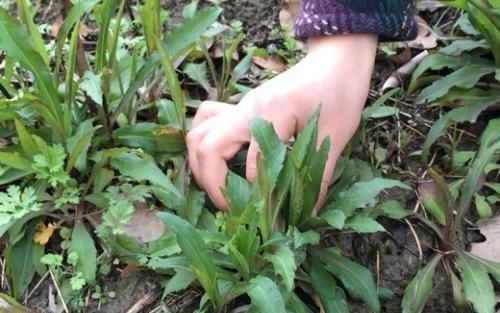  『蔬菜』农村一野菜，钾含量是普通蔬菜的20倍，却被农民当杂草，可惜了！