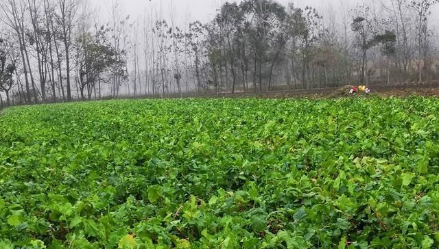  【生长周期】农民种植一种蔬菜，生长周期60天，亩产6000斤，能