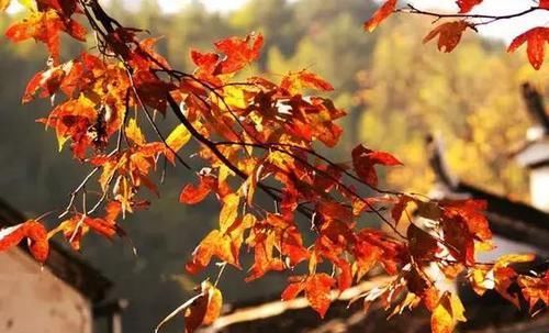 驿道古枫，世外桃源！婺源的秋天才真的是美哭了