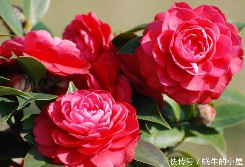 『漂亮』喜欢在家中养护花卉,就可以选择花色艳丽,花大漂亮的3种花卉