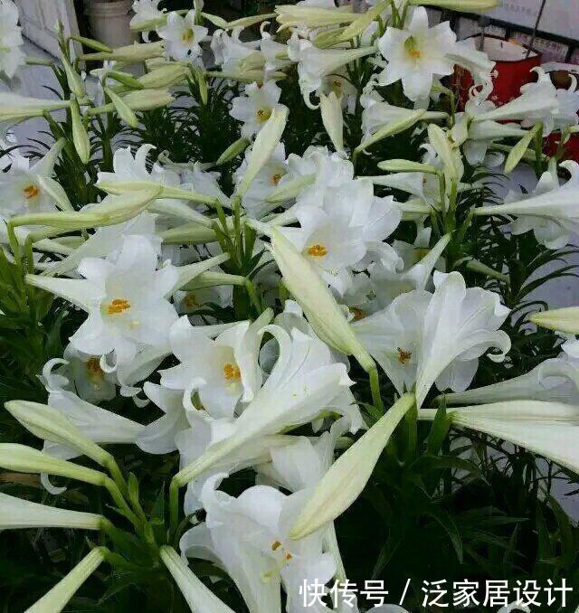 剪枝@盆栽百合开完要剪枝吗?只要做到“1点”,年年开花,芳香又惊艳