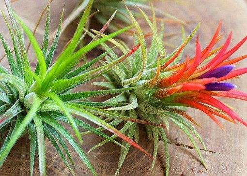  [长寿花]5款懒人花，越浇越长得旺，一缺水就蔫，种一棵就能阳台变花海