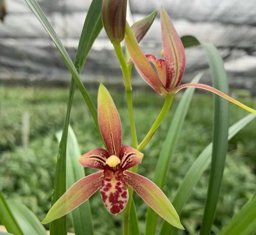  盆土@养兰花盆土老是有虫？简单4招，盆土不招虫，不停蹭蹭冒新芽