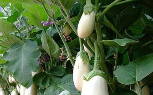 「养草」阳台种花养草，不如种几种菜，养护简单又美观，好看好吃，吃不完