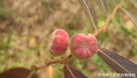 农村有种“算盘子”，过去常被穷人当药，如今市场一斤能卖60元