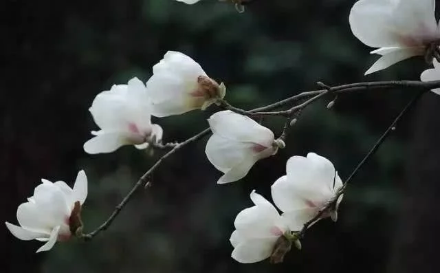 阳春三月,群芳争艳!来看西安这些“花花世界”的最佳踏春赏花指南