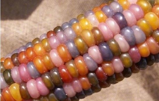 农民种出带有“玉石”的玉米，非但没有高兴，反而气的眼睛都红了