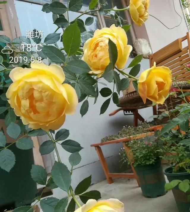  『丰花性好』狼家自育的表现到底如何，戳进来看看花友们的大实话