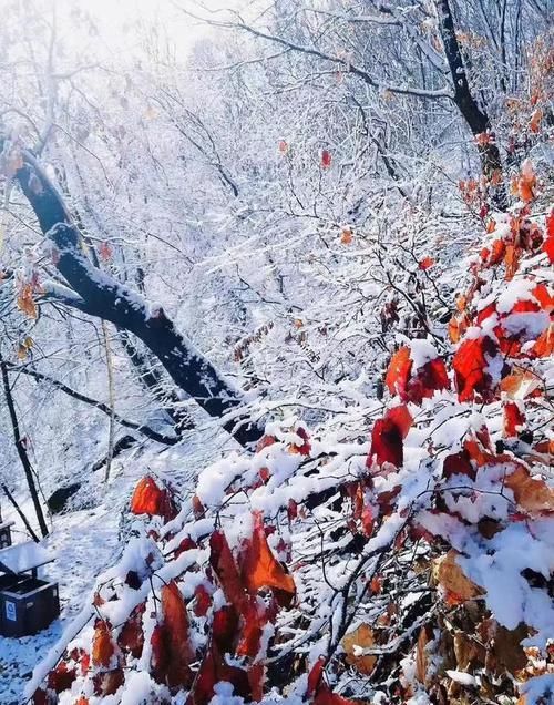 密云的雪美爆了！一夜之间好似进入了童话世界