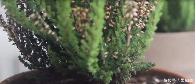 『植物』挪威国花——帚石楠,花开绚丽,不畏严寒,好看还好养