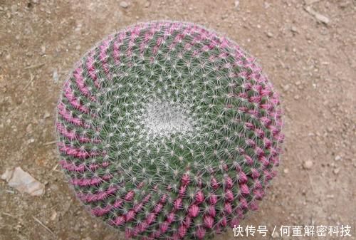 养护:她养了一盆仙人球,开出100朵小红花,美极了,邻居看来都羡慕!