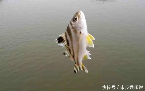 「黑色」这鱼沿海地区叫它“花身鸡鱼”体侧有3条成弓状的黑色纵带