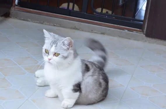 关于猫咪的谣言，你听过多少？我看简直就是胡说八道！