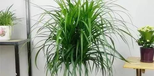 『就要』绿植就要, 既漂亮又伟岸, 满满的安全感, 镇宅守财!