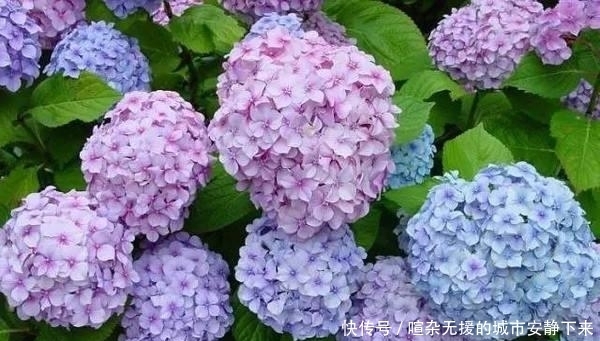 『阳光』院子里有阳光的时长大概4个小时,可以栽种一些什么花卉?