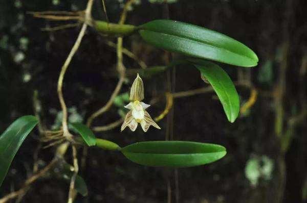 这种兰花长在“石头缝”里，颜值高还耐养，养在家里提升品位！