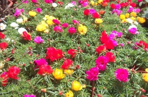  [花园]春天种什么花，4种花一定要有，阳台变“花园”
