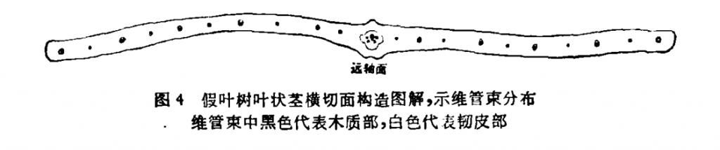  #假叶树的叶状枝#长着叶的模样，干着叶的活，为什么不给它叶的名分