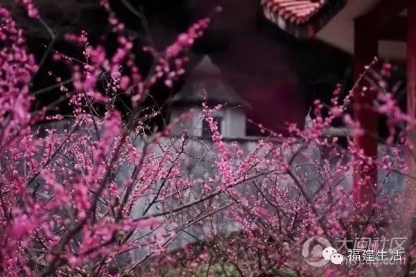 梅花开了!福州赏梅地图新鲜出炉，现在就去!