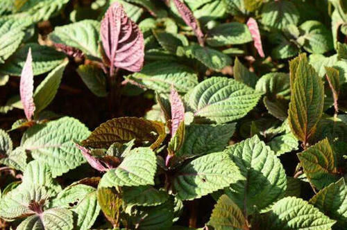 生长在野外的这植物，过去农民不重视，如今是药食两用的药材