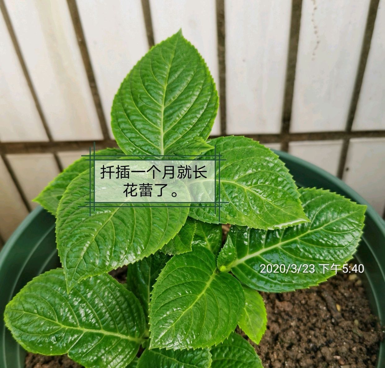 #出大#春季扦插绣球花有技巧,选对枝条是关键,一个月就能出大花苞