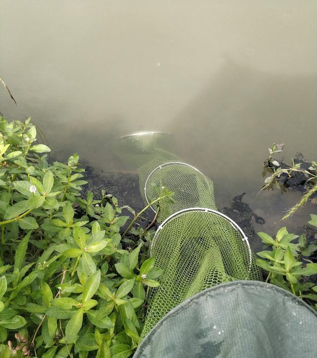 稀巧:正午口稀巧换点,又遇电网肆虐抢鱼忙