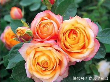 「选择」喜欢养护花卉,就可以选择这款花卉,满足欣赏和幸福美满为一体