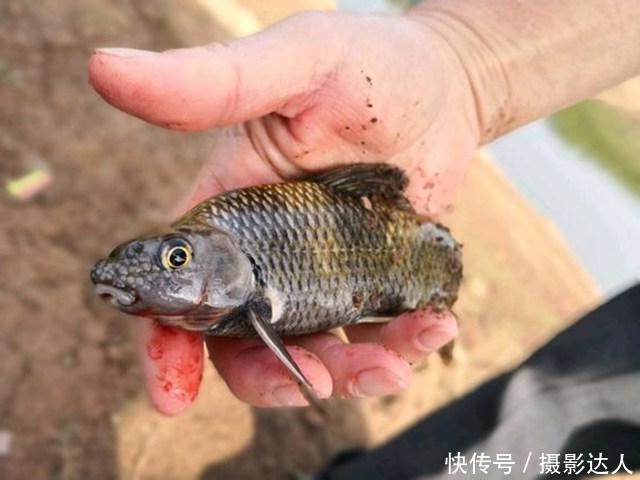 都在说麦穗鱼很小，这样大的还是麦穗鱼吗？全身黑黑的很有劲