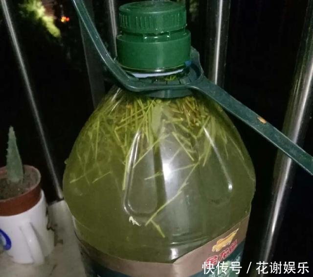  「扦插」春天扦插最好活，生根水不用买，自制4种生根水，比买的还好使！