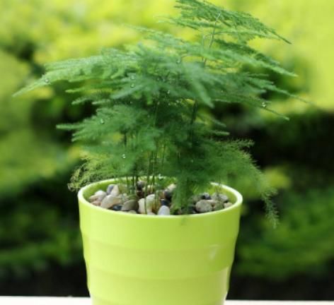 『躲雨』千奇百怪的花卉中,有这么2种植物,不喜欢下雨天,需在室内躲雨
