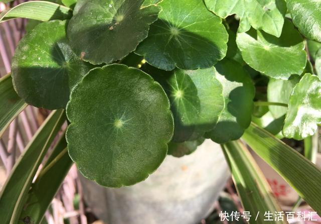  「秋冬养」秋冬养铜钱草，多做“2件事”，长得旺，叶大绿油油，越长越多