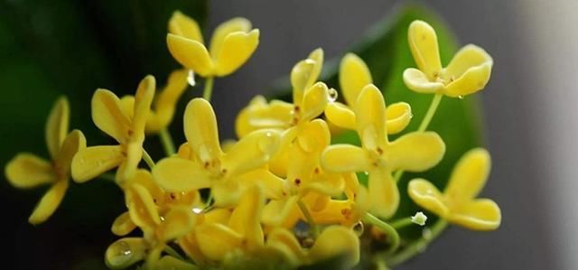  家里|家里有院子就养此3种，开花硕大味道香，一年四季都开花，美极了