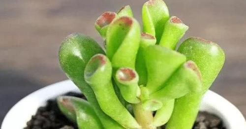 摆放■哪些植物适合摆放在客厅首选3款高颜值多肉,可镇宅招财