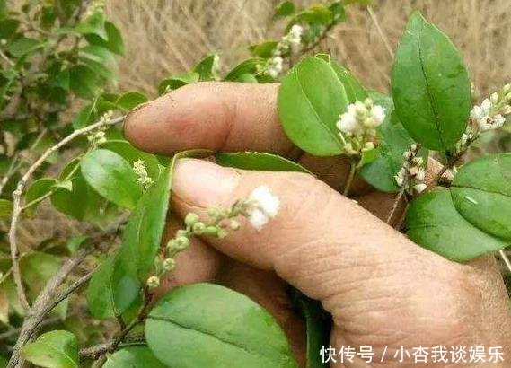  「延年益寿」南方一种“染菽树”，枝叶是宝贝，相传能“延年益寿”，价值珍贵