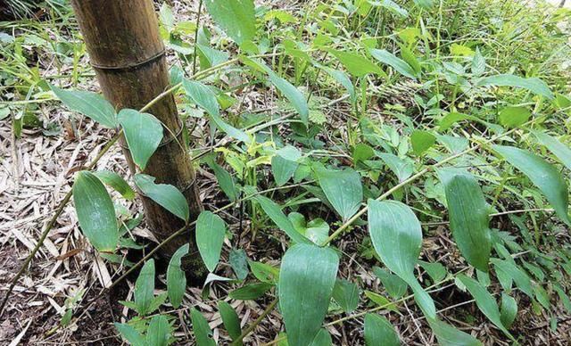  #根茎#别当它是“杂草”，殊不知1斤“20元”，地下块茎珍贵，别