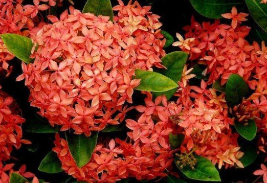  『家养』家养这些花，一年四季都在开花，花开雍容华贵，阳台变花海，迷人