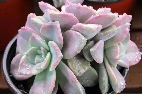  【变肥】紫乐多肉叶子发软？避开4个''误区''，植株叶片变肥、上色快