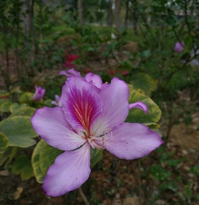  「鱼悦」雾里看花钓鱼忙，东风鱼儿把口开，鱼悦的一天